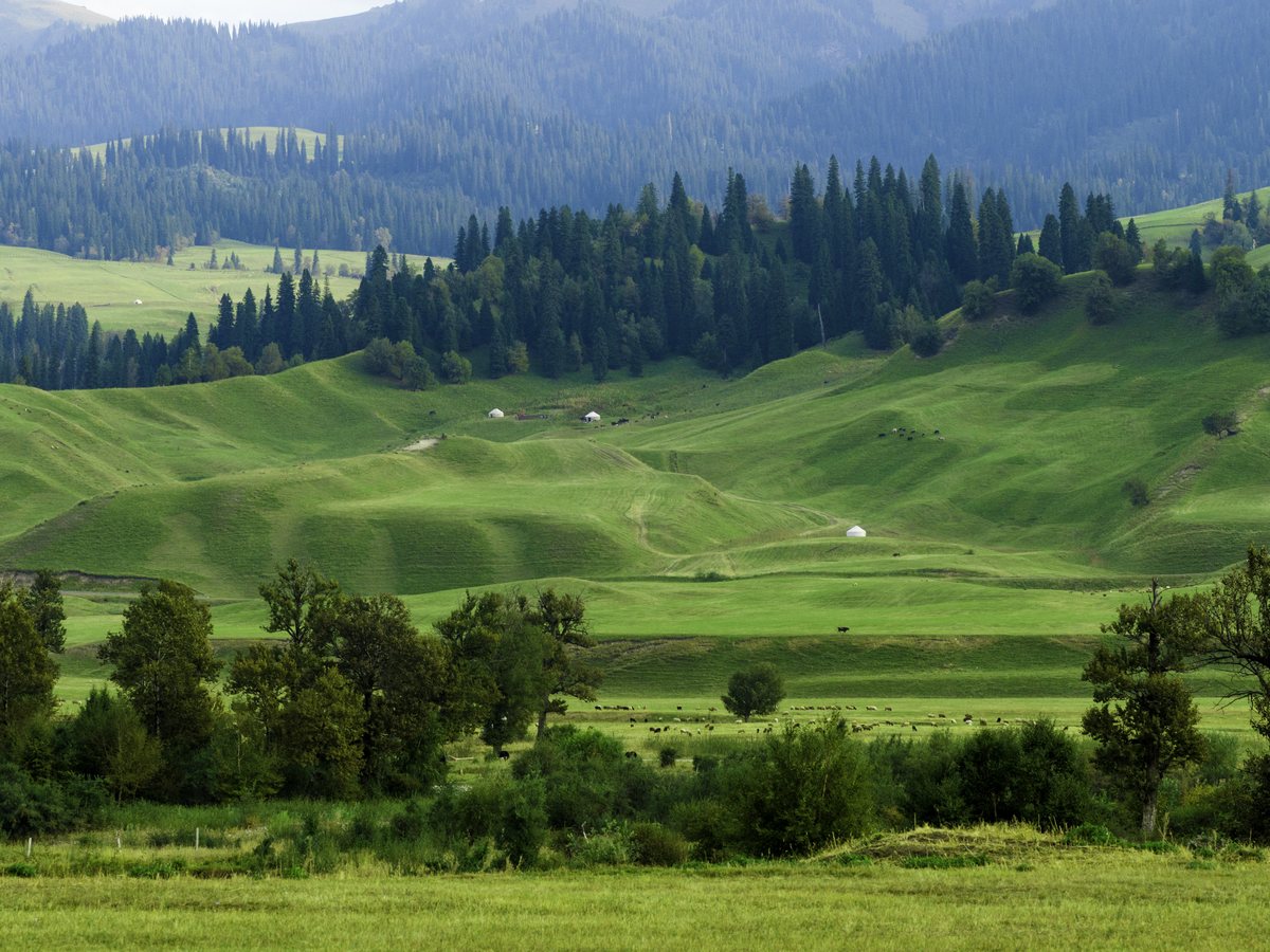 Nalati Grassland